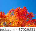 Autumn leaves and clear weather, autumn contrast 57029831