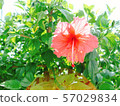 Sunlight and Hibiscus 57029834