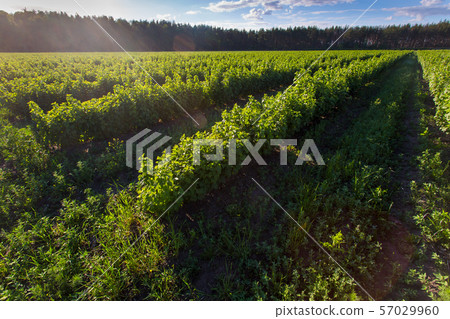 shrub of blueberries, bushes with future berries against the blue sky. Farm with berries 57029960