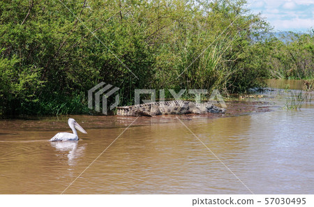 Nile crocodile White pelican Chamo lake, Nechisar 57030495