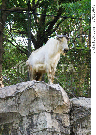 Golden takin (gold white) Yokohama Zoo ZOORASIA Golden takin (gold white) Yokohama Zoo ZOORASIA 57030645