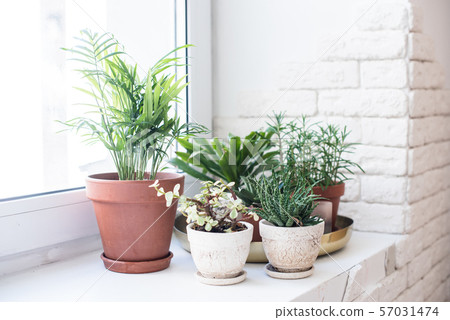 Green home houseplants on windowsill in real room interior, plants and succulents 57031474