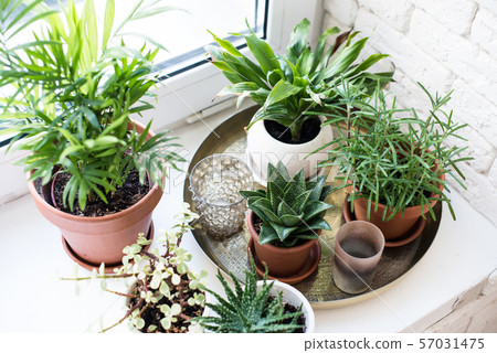 Green home houseplants on windowsill in real room interior, plants and succulents Green home houseplants on windowsill in real room interior, plants and succulents 57031475