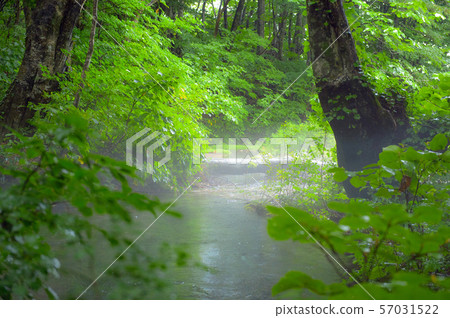 Rainy Shishigana Marsh "Detsubo" Akita Prefecture 57031522