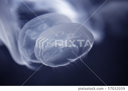 Sea Moon jellyfish in the deep dark blue water Sea Moon jellyfish in the deep dark blue water 57032039