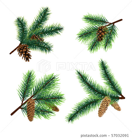 Fir branch. christmas tree branches with cones. Pine xmas vector decoration Fir branch. christmas tree branches with cones. Pine xmas vector decoration 57032091