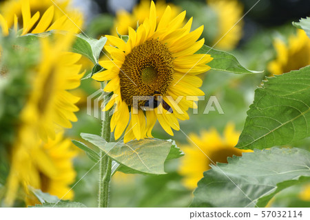 sunflower	 57032114