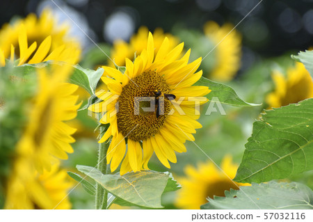 sunflower	 57032116