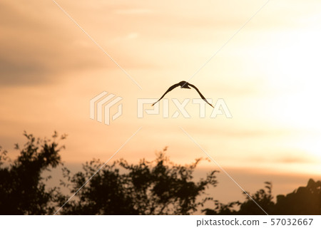 Birds flying away in the sky 57032667