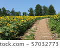 Sunflower road Sunflower road 57032773