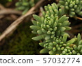 Succulent plants Succulent plants 57032774