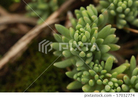 多汁植物 多汁植物 57032774