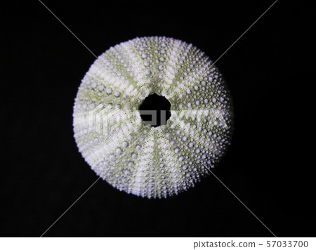 海膽殼_2 57033700