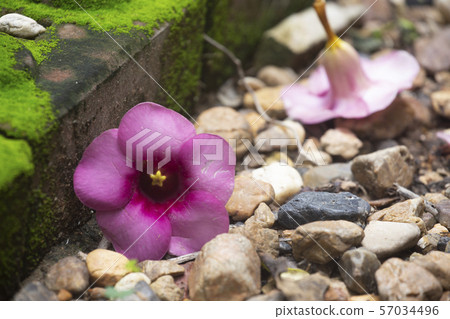 Flower blossoms falling. Garden plants concept. 57034496