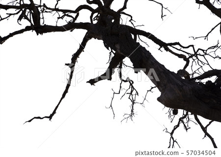 Dead branches , Silhouette dead tree or dry tree Dead branches , Silhouette dead tree or dry tree 57034504