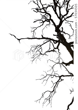 Dead branches , Silhouette dead tree or dry tree Dead branches , Silhouette dead tree or dry tree 57034505