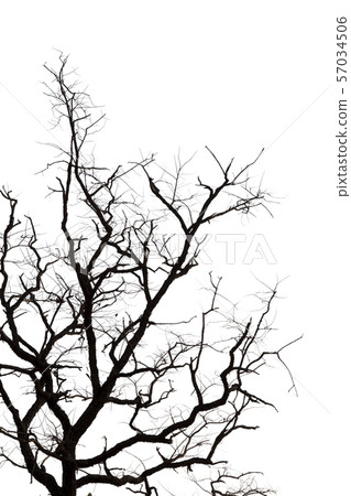 Dead branches , Silhouette dead tree or dry tree Dead branches , Silhouette dead tree or dry tree 57034506