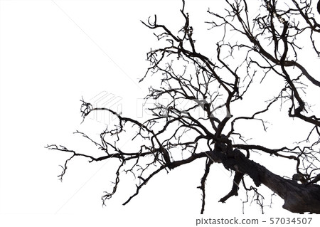 Dead branches , Silhouette dead tree or dry tree Dead branches , Silhouette dead tree or dry tree 57034507