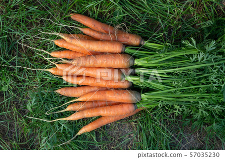 Bunch of fresh carrots with tops on the grass next to the garden bed, top veiw Bunch of fresh carrots with tops on the grass next to the garden bed, top veiw 57035230