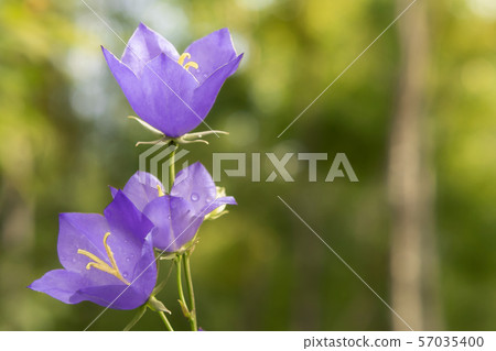 Flowers Blue campanula on the edge of the forest. Beautiful wild flower closeup with copy space Flowers Blue campanula on the edge of the forest. Beautiful wild flower closeup with copy space 57035400