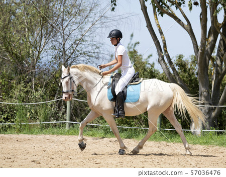 riding girl and horse riding girl and horse 57036476