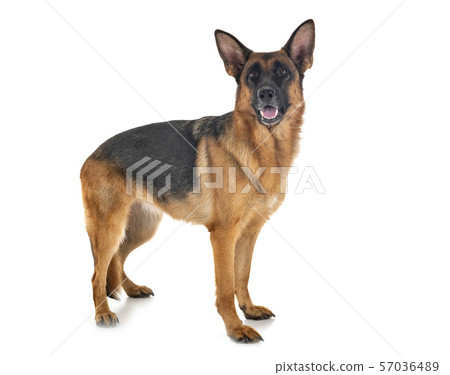 german shepherd in studio 57036489