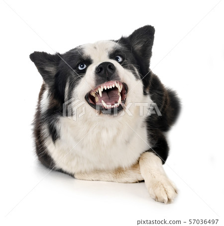 Yakutian Laika and rottweiler 57036497