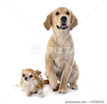 Lab Golden Retriever Biggest Lap Dog Purebred Golden Retriever And