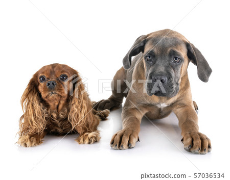 puppy cane corso and cavalier king charles puppy cane corso and cavalier king charles 57036534