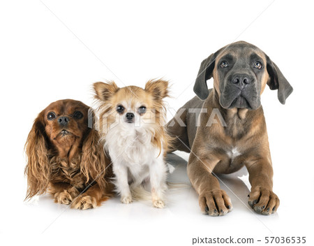 three dogs in studio 57036535