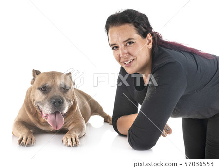 old american staffordshire terrier and woman 57036553