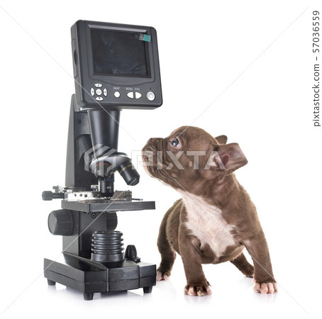 puppy american bully and microscope 57036559