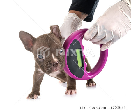 puppy american bully and microchip puppy american bully and microchip 57036561