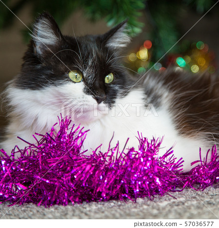 Black and white cat with green eyes lying near Christmas decoration Black and white cat with green eyes lying near Christmas decoration 57036577