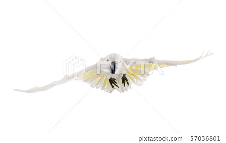 White cockatoo in studio White cockatoo in studio 57036801