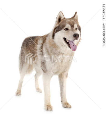 siberian husky in studio siberian husky in studio 57036814