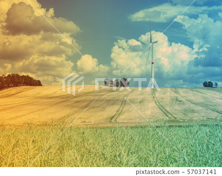 Summer blooming meadow Field grass on the Summer blooming meadow Field grass on the 57037141