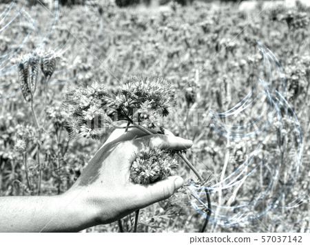 Hand flower beautiful touching woman nature Hand flower beautiful touching woman nature 57037142