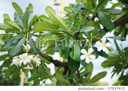 National Flower of Laos, Plumeria (Japanese name: Indosokay) National Flower of Laos, Plumeria (Japanese name: Indosokay) 57037413