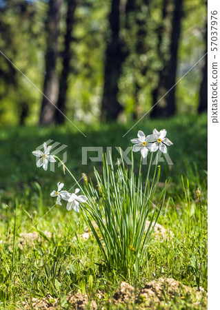White narcissus , Arboretum Tesarske Mlynany, 57037976