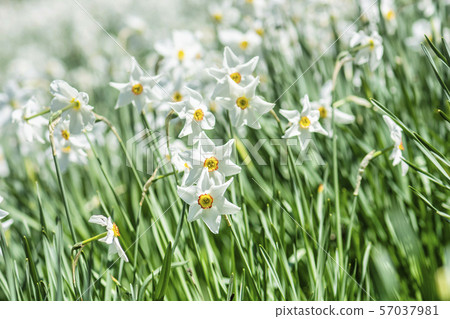 White narcissus, Arboretum Tesarske Mlynany, 57037981
