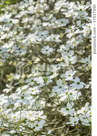 Flowering dogwood - Cornus florida, springtime 57037990