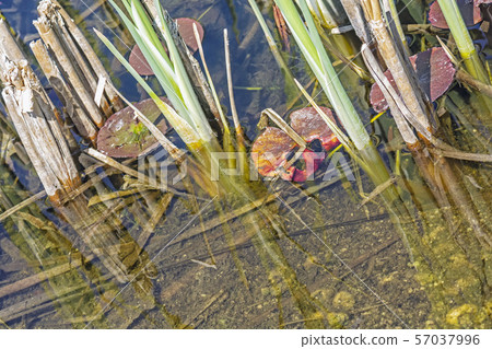 Lake in Arboretum Tesarske Mlynany, Slovakia 57037996