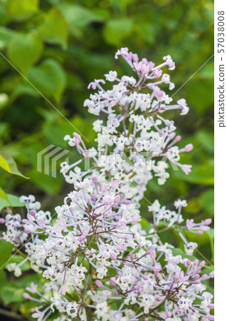 Blossoming Syringa lilac bush, natural scene 57038008