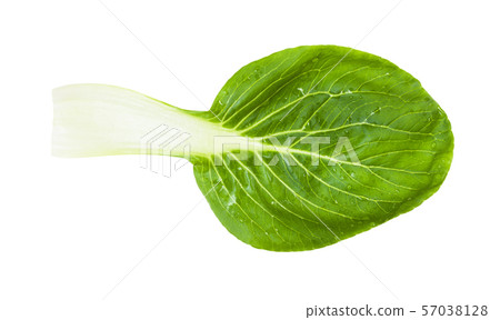 green leaf of bok choy ( pak choi) Chinese cabbage green leaf of bok choy ( pak choi) Chinese cabbage 57038128