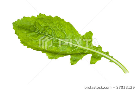 green leaf of Kokabu japanese white salad turnip green leaf of Kokabu japanese white salad turnip 57038129