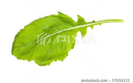 fresh leaf of Kokabu japanese white salad turnip 57038131