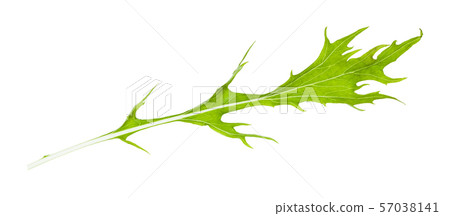fresh leaf of mizuna (Japanese mustard) herb 57038141