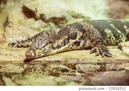 Asian water monitor - Varanus salvator 57038352