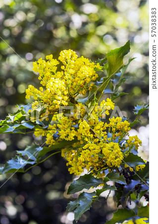 Tall Oregon grape - Mahonia aquifolium 57038383